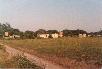 Island Farm 1